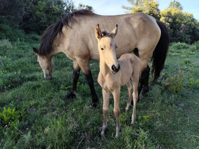 Pouliche pre pp isabelle 7 mois 