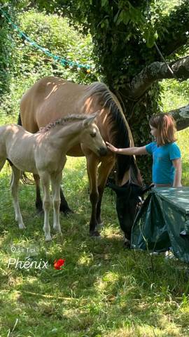 Poulain pre pp 7 lois isabelle 