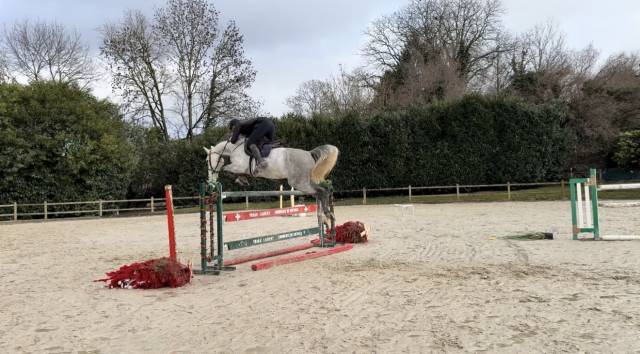 Magnifique hongre gris 8 ans top amateur 
