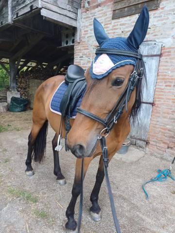 Magnifique jument pre