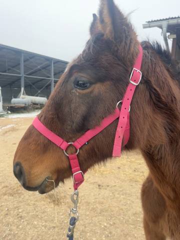 Pouliche 3 ans cornet prinz/ vertigo st benoit