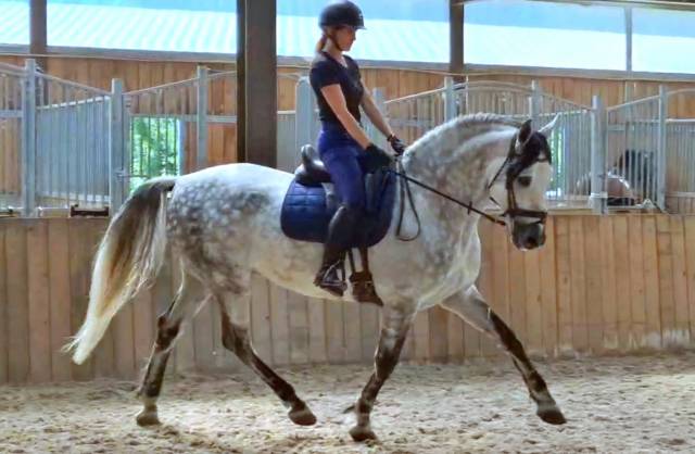 Hongre pre dressé st georges