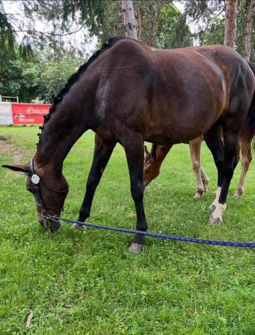 Jument sf élevage ou loisirs