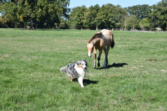 Pouliche quarter horse pp