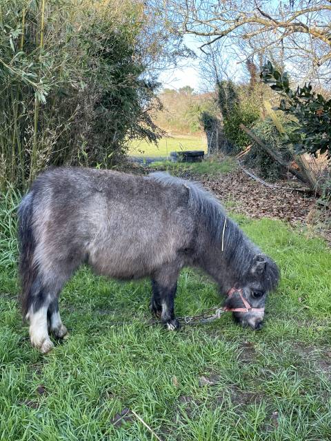 Poulain shetland 