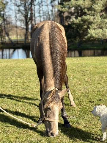 Jument onc barbe arabe 