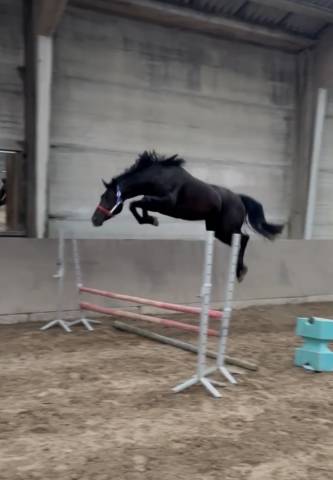Jument kwpn - 4 ans - douglass x arezzo vdl - 162cm 