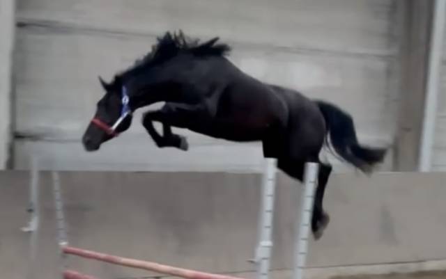 Jument kwpn - 4 ans - douglass x arezzo vdl - 162cm 