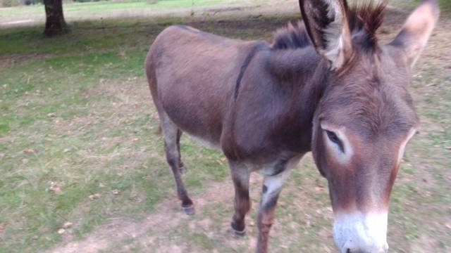 Anesse de type bourbonais