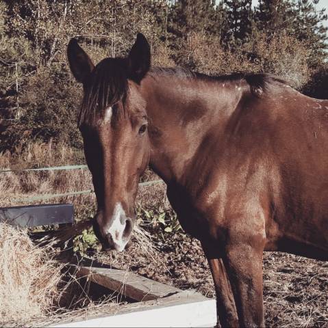 Cheval à vendre ou confiage 