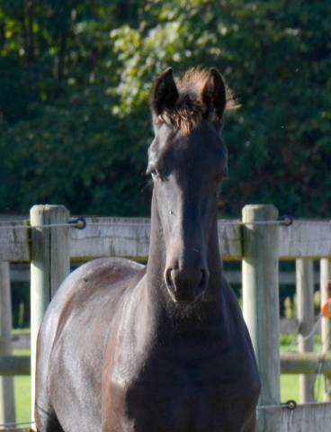 Poulain frison eliott 1 an