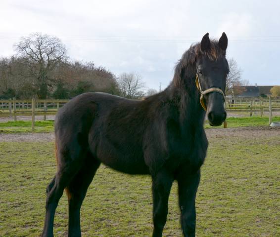 Poulain frison eliott 1 an