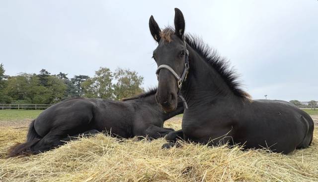 Poulain frison eloy 1 an