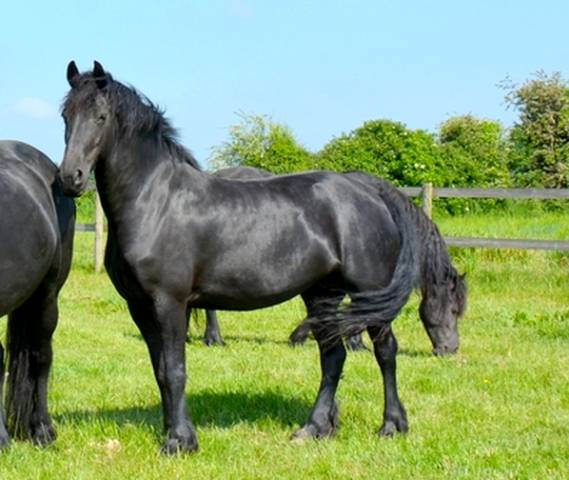 Jument frison ster aa :8 ans pleine de jouwe 485 