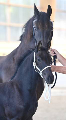 Jument frison ster aa :8 ans pleine de jouwe 485 