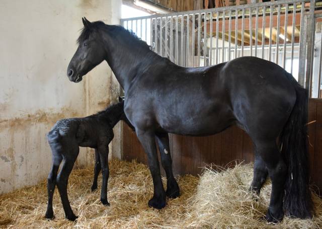 Jument frison poulinière ster aa :8 ans.