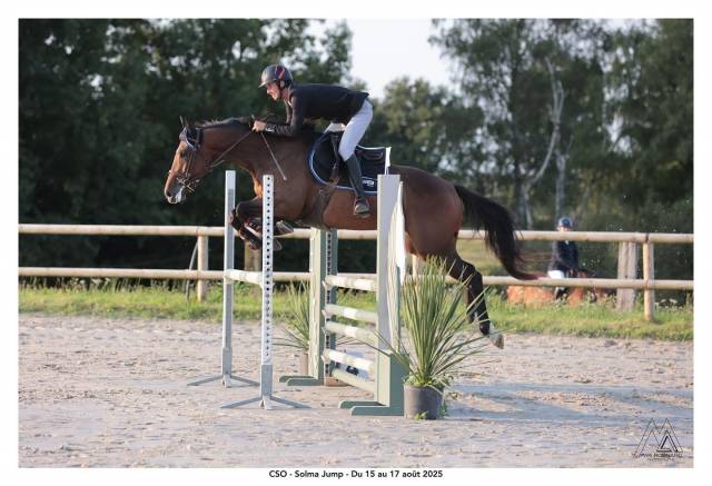 Cheval à vendre kamvil