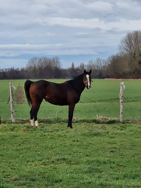 Jument quarter pleins papiers 