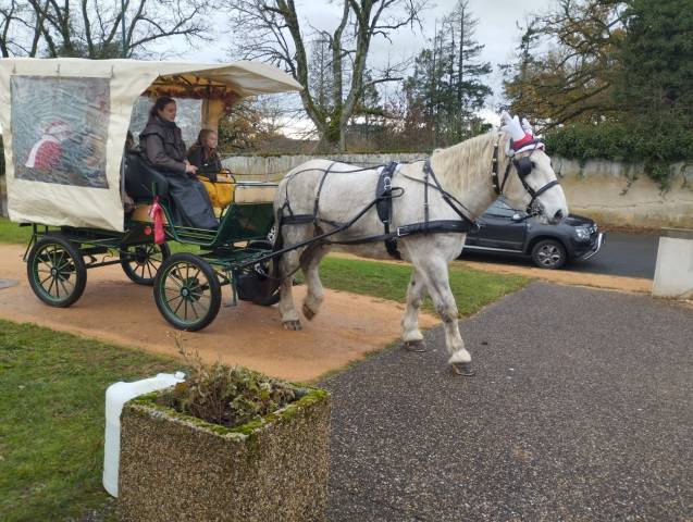 Vends percheron pp blanc