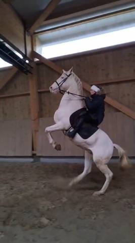 Superbe cheval de sport espagnol top dressé 