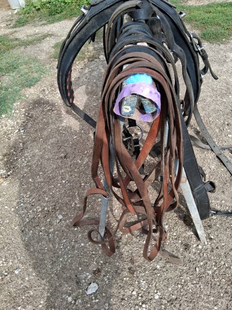 Harnais cheval de trait