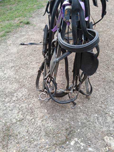 Harnais cheval de trait