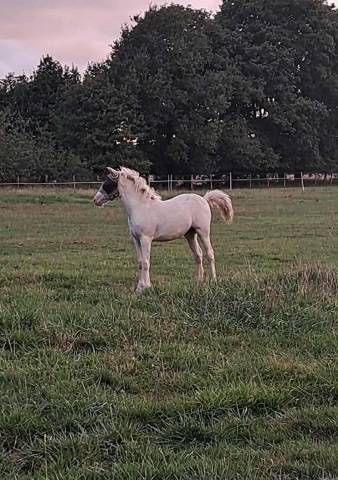 Pouliche cremello new forest nfc