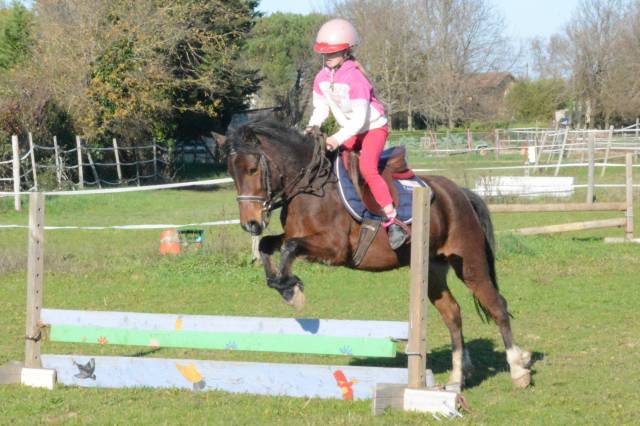 Ponette b polyvalente attelage, monté, travail a pied.