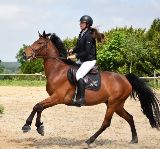 Hongre 8 ans en 2026