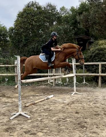 Hongre trotteur français 