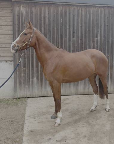 Jument akhal-téké – 5 ans – 1m51