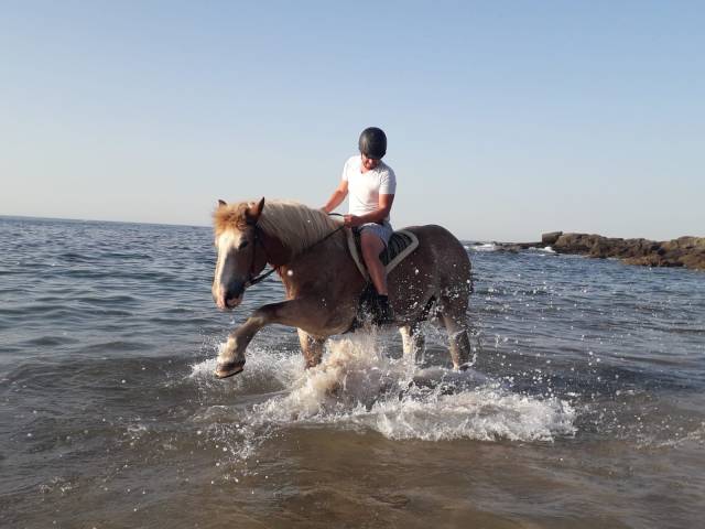 Cheval de trait (hongre)