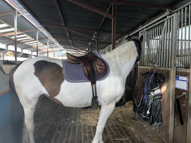 Selle devoucoux chiberta 17"