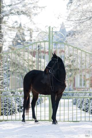 Super jument à vendre pour cso ou cce  