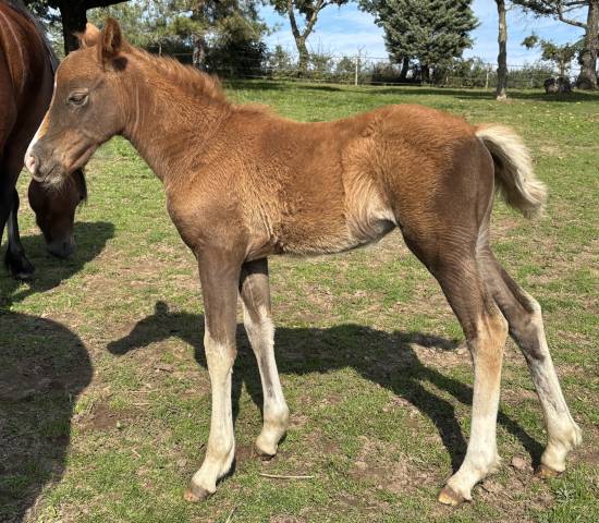 Pouliche future d de sport