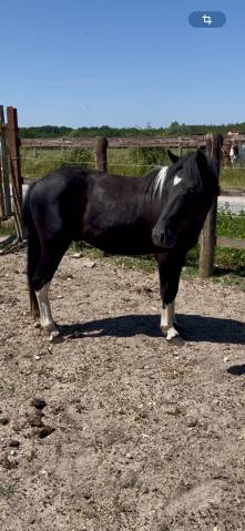 Poney polyvalent