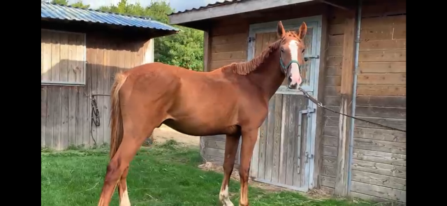 Cheval de loisir ou club