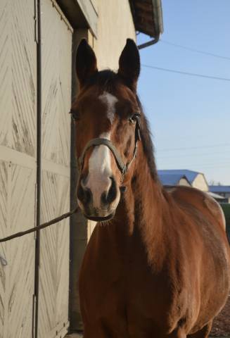 Jument selle français 