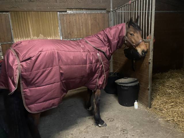 Couverture &eacute;curie Premier Equine 350g avec couvre cou