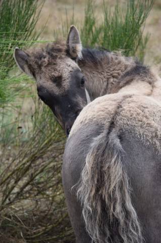 Pléiade pouliche 75% shetland