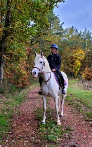 Jument pur sang arabe