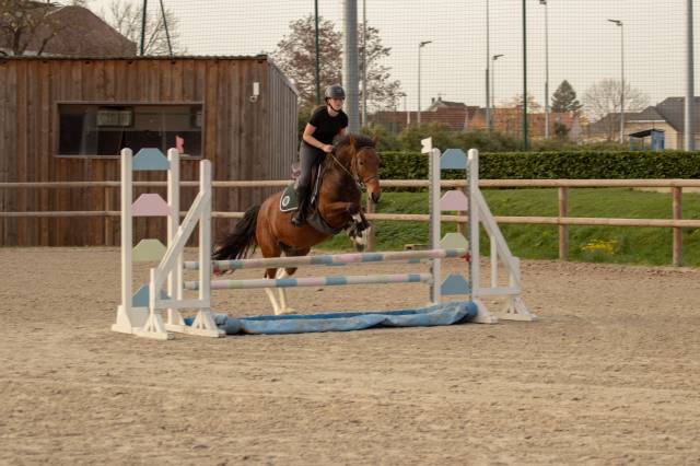 à vendre – jument pie bai 6 ans