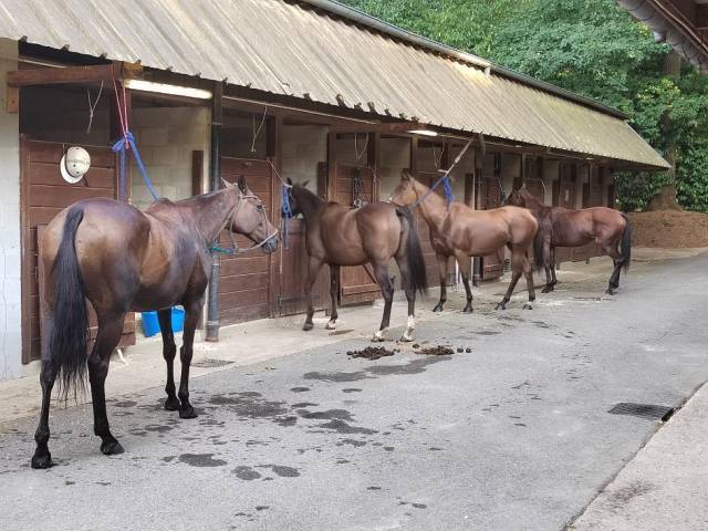 Palefrenier indépendant 