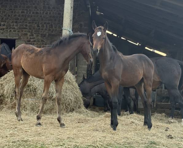 Poulain male - selle français - bai