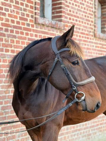 Magnifique trotteur de 6 ans