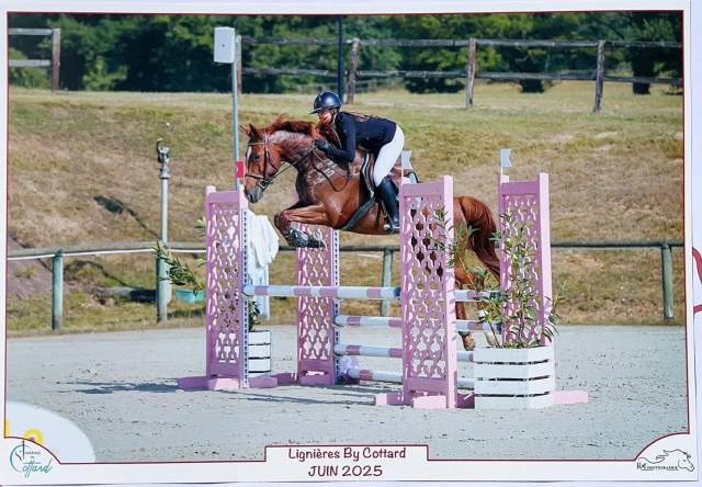 Superbe hongre pour amateur