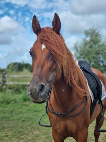 Jument pur sang arabe