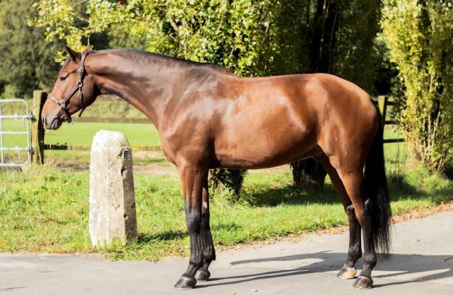 Hongre holsteiner de 8 ans - cso