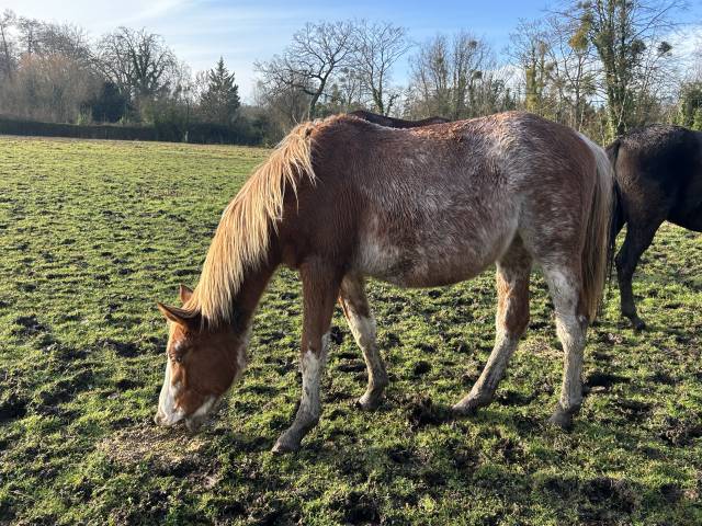 Pouliche sf née en 2024