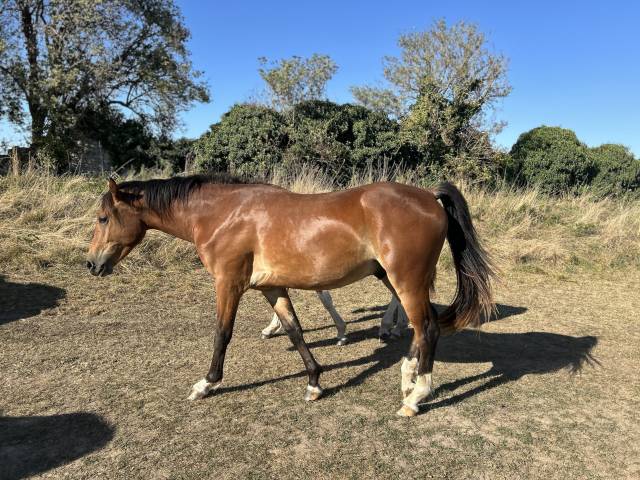 Grand poney / petit cheval